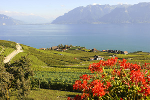 Vignoble du Lavaux, Vaud, Suisse